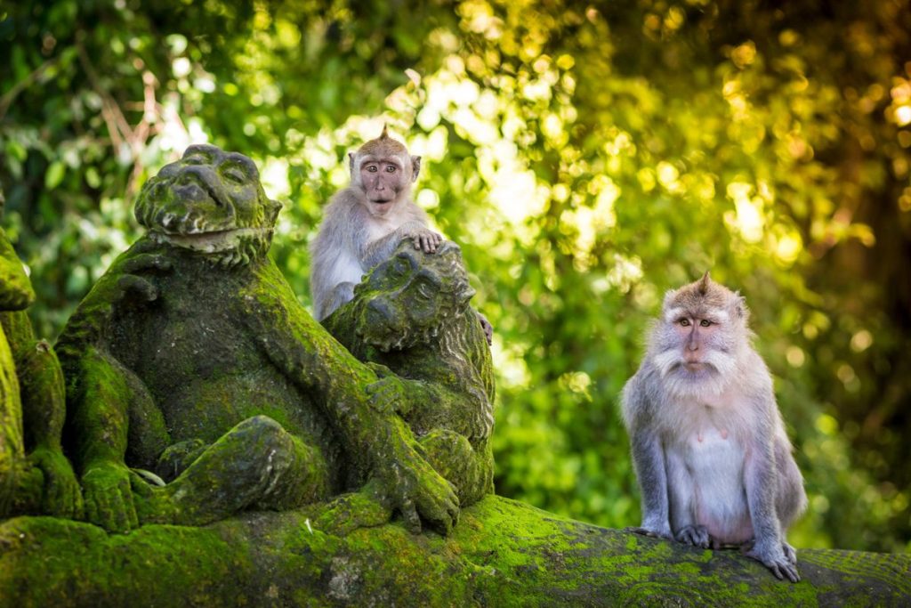 monkey forest 1