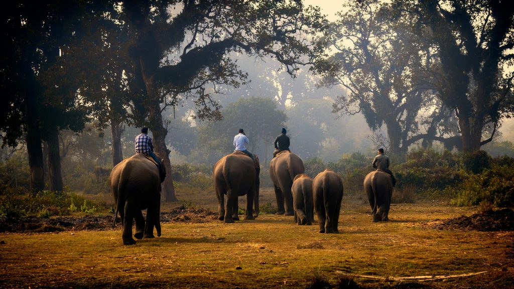 Group of elephants with riders walking through a forest during sunset, creating silhouettes.