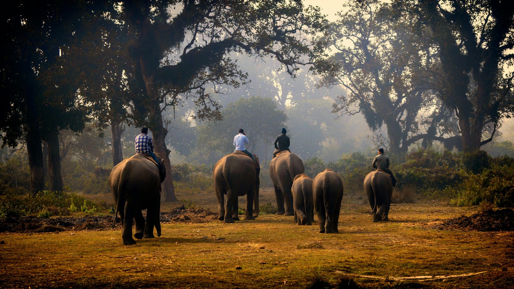 Group of elephants with riders walking through a forest during sunset, creating silhouettes.